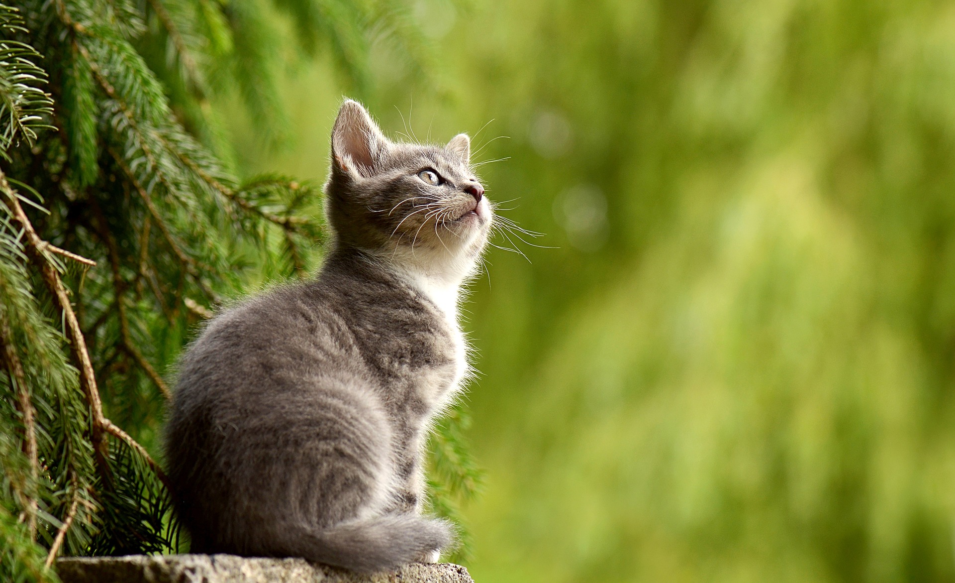 What Food Should Your Pet Eat?